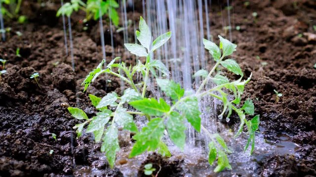 Tomato Sprouts In The Garden Are Watered From Hoses.