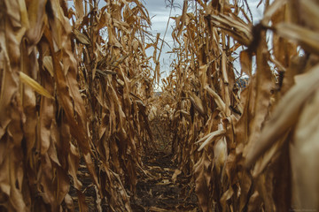 Corn field