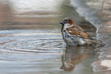 A wet sparrow is swimming in a puddle. Close-up photo.