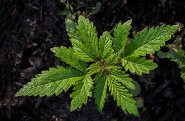Young cannabis plant on a background of soil. Selective focus.