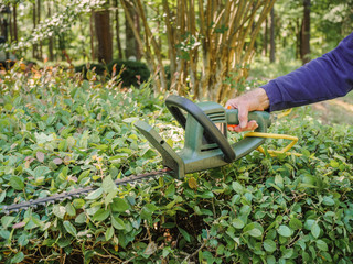 Man using hedge trimmer to trim hedge. Male landscaper pruning shrub with electric shear tool.
