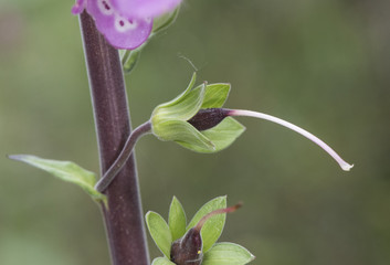 Obraz premium Digitalis purpurea common purple foxglove lovely plant with red or purple pink flower rods