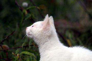 Petit chaton blanc mignon aux yeux bleu de profil à l'extérieur