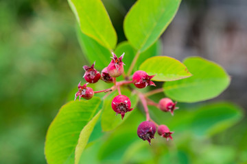 Hawthorn fruit on a tree branch in the garden, selective focus