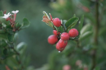 Red Karanda fruit  herb on tree after rain nature background,