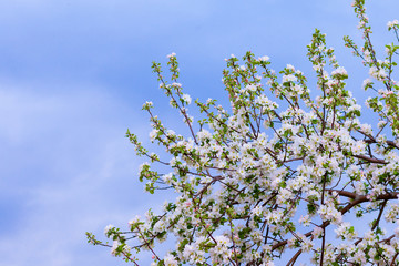 Blooming branch of an Apple tree against the blue sky