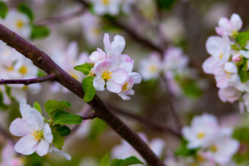 beautiful apple tree blossom in spring