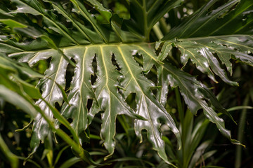 Detail of the leaf of Imbe (Philodendron), plant widely used in gardening and ornaments, Areal, Rio de Janeiro, Brazil