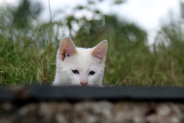 Petit chaton blanc aux yeux bleu se cachant derrière un mur pour jouer