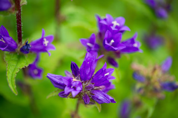 Fototapeta na wymiar Garden flowers purple perennial penstemon on a blurred natural background, selective focus