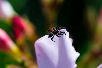 small spider on pink flowers. macro of insect, shallow depth of field, colorful decoration design with space for text