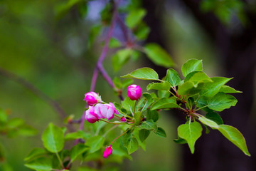 Beautiful purple Apple blossoms. Spring