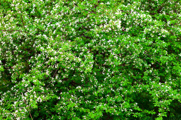 Fototapeta na wymiar Blooming Apple tree in the orchard