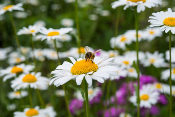 A bee collects nectar on a field flower a Daisy on a blurred background of green grass and flowers