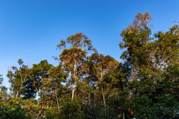 Atlantic forest trees, lit by sunset light, with cloudless blue sky, Areal, Rio de Janeiro, Brazil