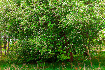 Blooming Apple tree in the orchard