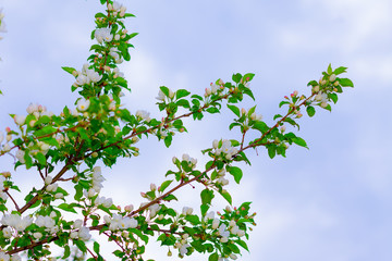 Blooming branch of an Apple tree against the blue sky