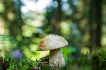 White boletus in the forest