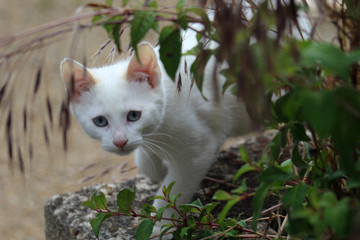 Petit chaton blanc aux yeux bleu à l'affût se cachant derrière de la végétation
