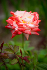 Beautiful red garden rose bloomed in the garden, selective focus
