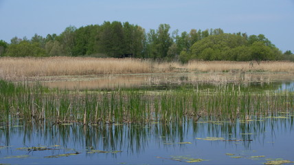 Teichland Rhinluch bei Linum, Land Brandenburg