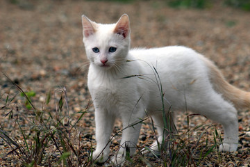 Naklejka na ściany i meble Petit chaton blanc mignon debout à l'extérieur, prêt à jouer
