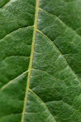 Texture of a green leaf as background, close up, macro, colorful decoration design with space for text. Romantic concept