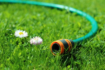 Watering hose on the lawn. Summer garden