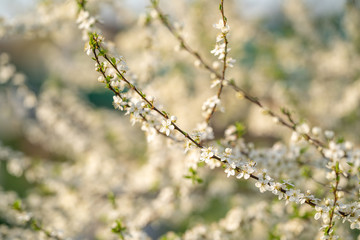 Beautiful white branch with plum and apple flowers in the morning spring garden.