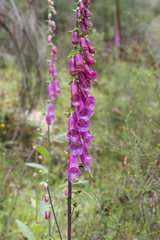 Obraz premium Digitalis purpurea common purple foxglove lovely plant with red or purple pink flower rods