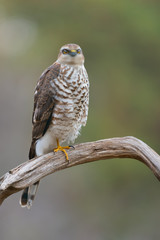 The Eurasian Sparrowhawk, in forest beautiful spring environment. Pretty contrasting background with nice bokeh,