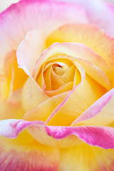 close up of pink  and yellow rose petals. Selective focus. Abstract blurred Flowers background