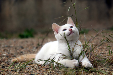 Petit chaton blanc couché sur des cailloux derrière une touffe d'herbe et regardant vers le ciel