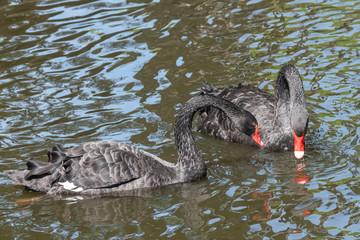 Two black swans with red beaks swim in a pond. One swan has its beak in the water. The sun shines on the feathers