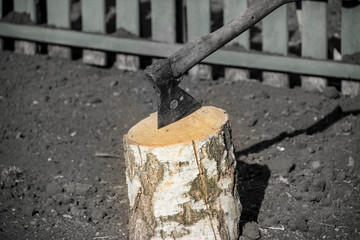 Tapor stuck in a birch stump