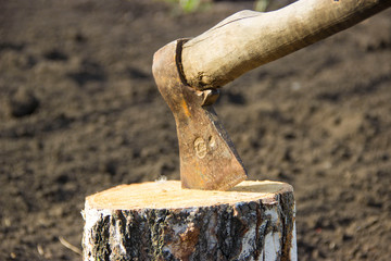 Tapor stuck in a birch stump