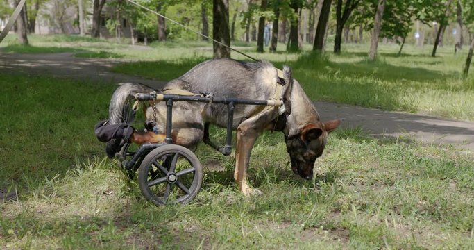 A dog with paralyzed hind legs in the wheelchair.