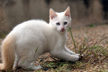Petit chaton blanc aux yeux bleu jouant à l'extérieur, les poils hérissés