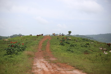 Fototapeta premium Cows are living in the pasture