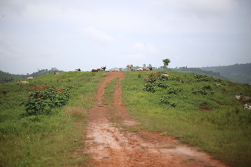 Fototapeta na wymiar Cows are living in the pasture