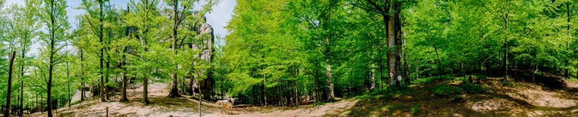 Beauitful green forest photo. Pine trees and a path in the forest. Summer mountain background. Rila mountain, Bulgaria