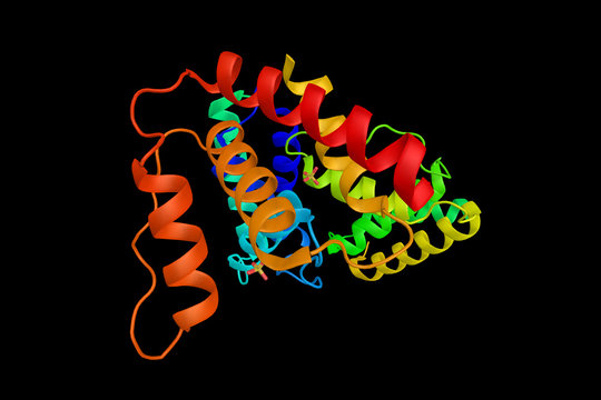 ACBP, a highly conserved protein of about 90 amino acids that is found in all four eukaryotic kingdoms, Animalia, Plantae, Fungi and Protista, and in some eubacterial species. 3d rendering