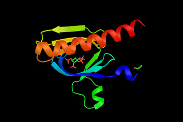 RAC-alpha serine/threonine-protein kinase, an enzyme which belongs to the AKT subfamily of serine/threonine kinases that contain SH2 domains. 3d rendering