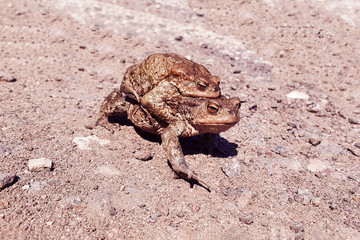A frog carries another frog on its back