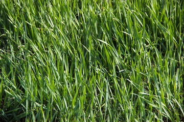 Tall lawn grass, spring fresh herbs
