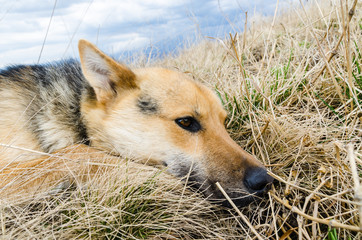 A dog on the hunt lies on the ground and grass. Sad puppy looking up. A young shepherd is waiting...