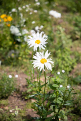 daisies in a garden