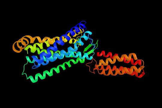 Angiotensin II receptor, the best characterized angiotensin receptor. Has vasopressor effects and regulates aldosterone secretion. An important effector controlling blood pressure. 3d rendering