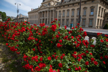 flowers in the garden