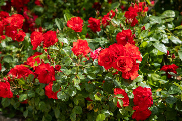 flowers in the garden